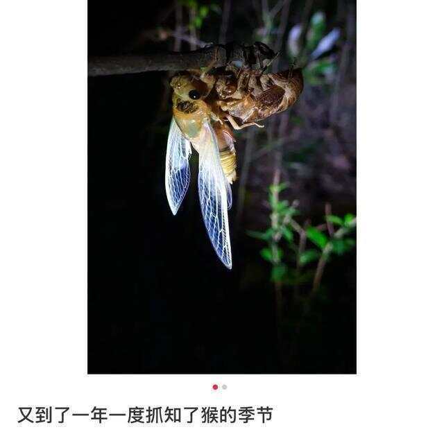 又到“知了猴”大量出现的季节，警惕：不是人人都适合吃