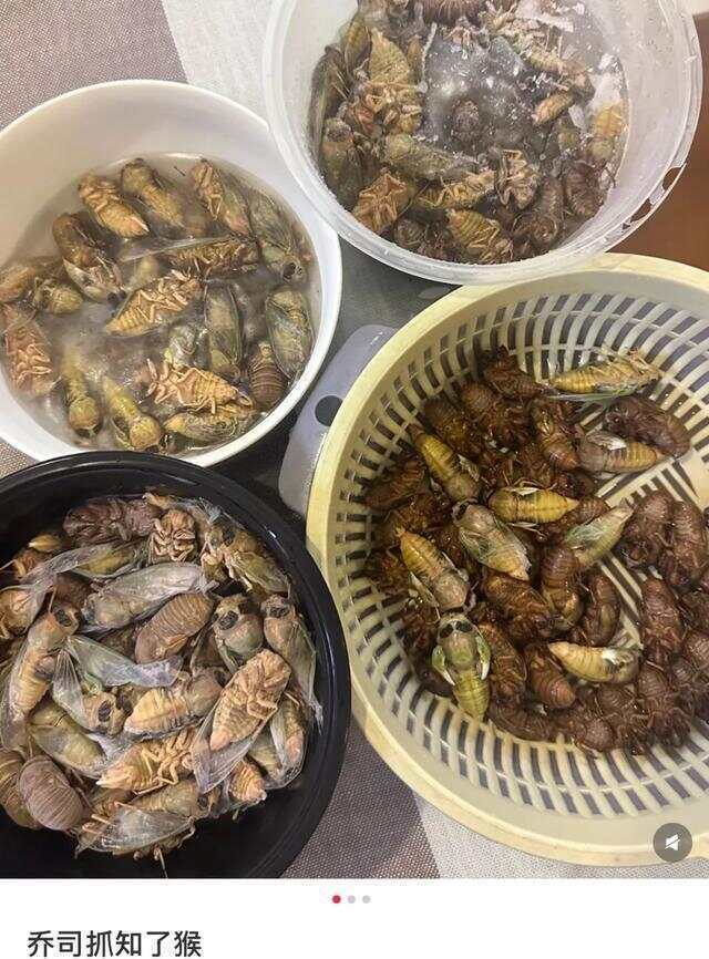 又到“知了猴”大量出现的季节，警惕：不是人人都适合吃