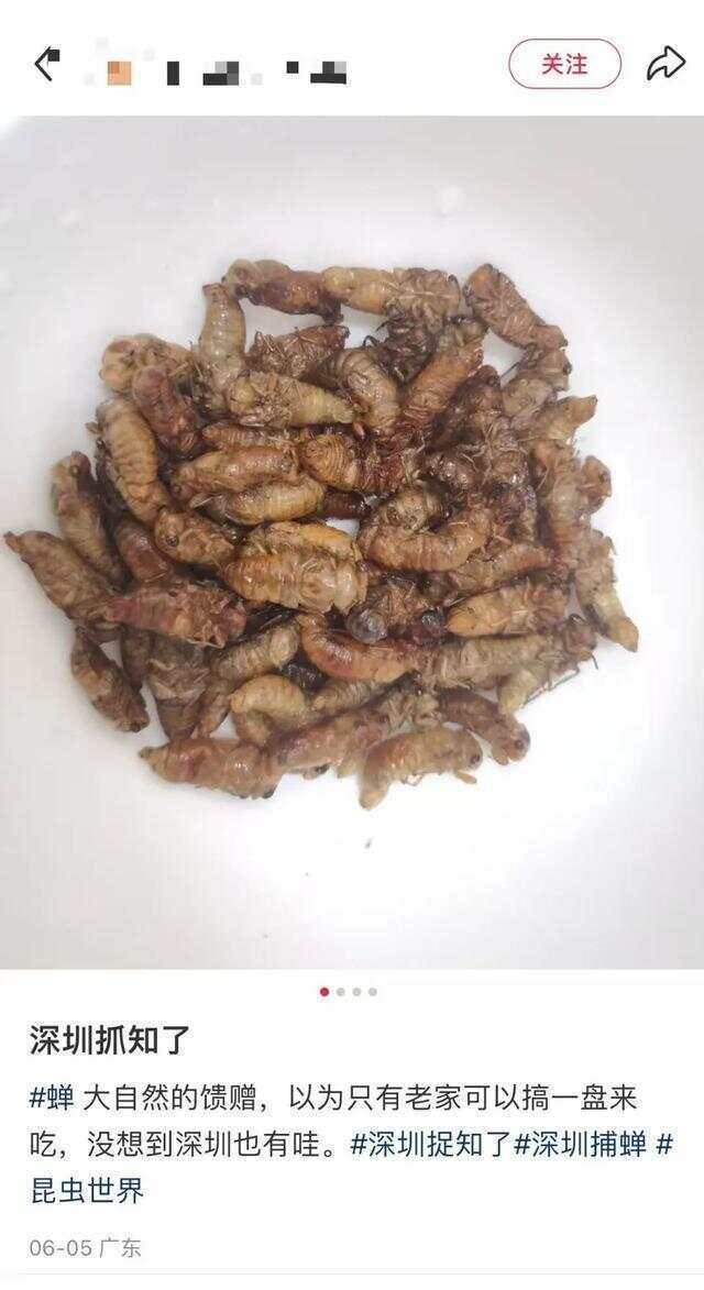 又到“知了猴”大量出现的季节，警惕：不是人人都适合吃