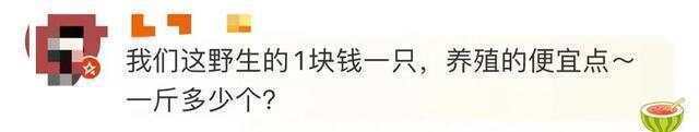 又到“知了猴”大量出现的季节，警惕：不是人人都适合吃