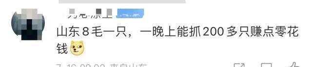 又到“知了猴”大量出现的季节，警惕：不是人人都适合吃