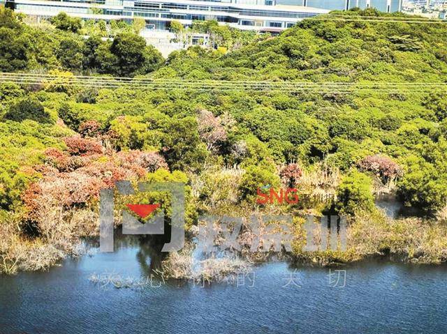 水库岸边枯树成片倒伏 龙华区水务局：水淹后自然枯萎，三天内清完
