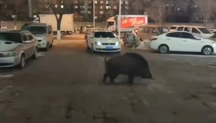 长春街头500斤大野猪乱窜，还顺便逛了超市和加油站，当地回应：没伤到人，已击毙