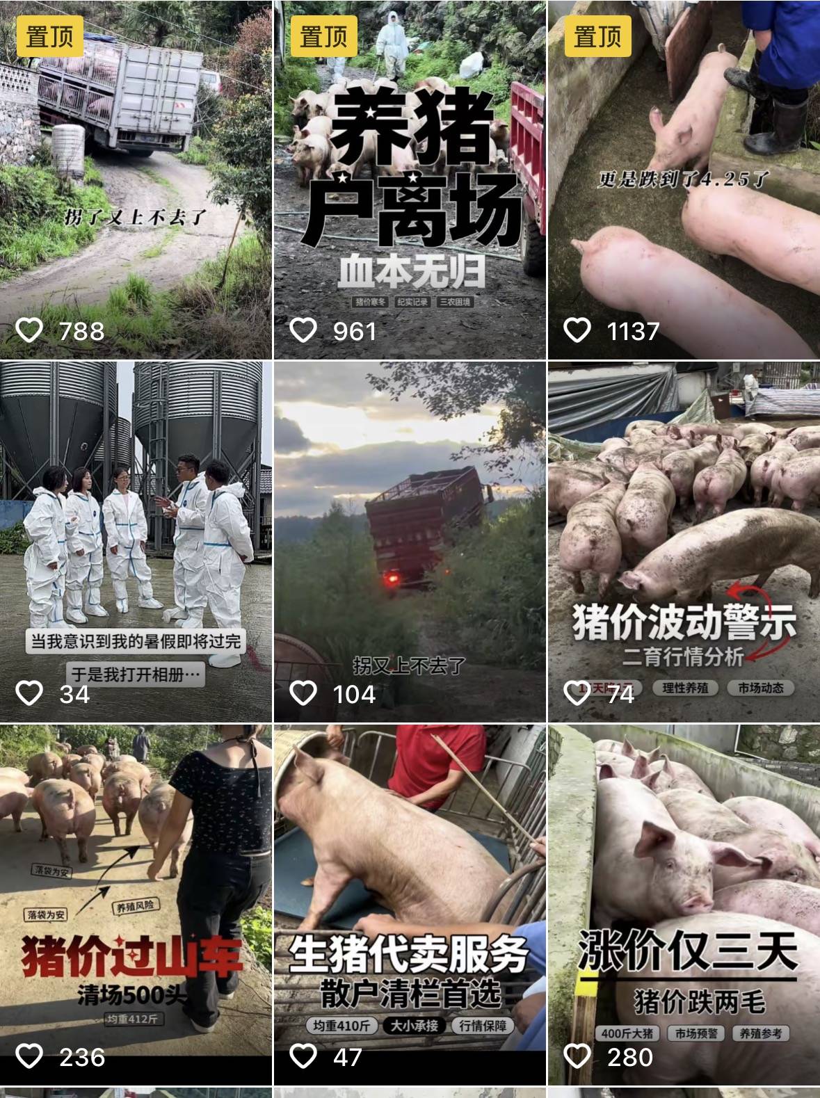 熬了四年猪价还在跌，养殖户撑不住清场