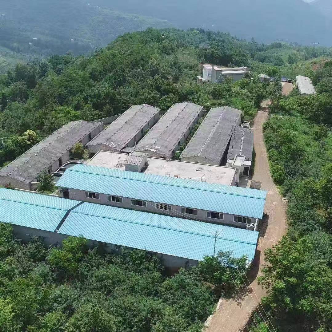 熬了四年猪价还在跌，养殖户撑不住清场